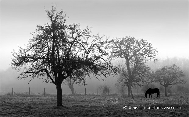 LE CHEVAL NOIR