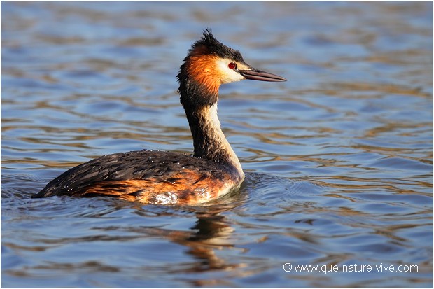 GREBE HUPPE 01