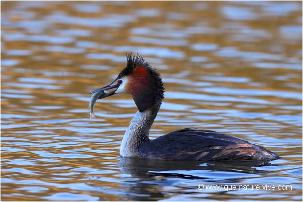 GREBE HUPPE 03