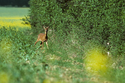 chevrette