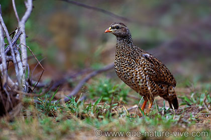 Francolin 1