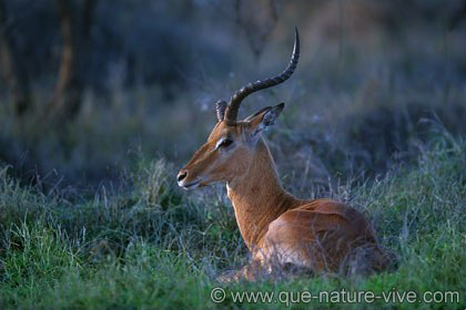 Impala à la corne cassée