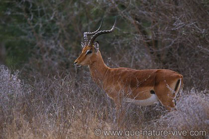 Impala 4