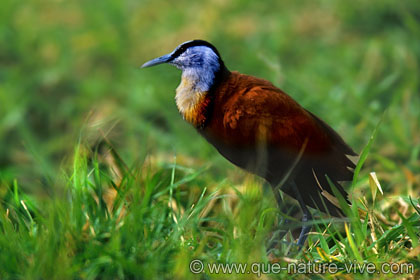 Jacana africain