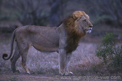 Lion1 satara