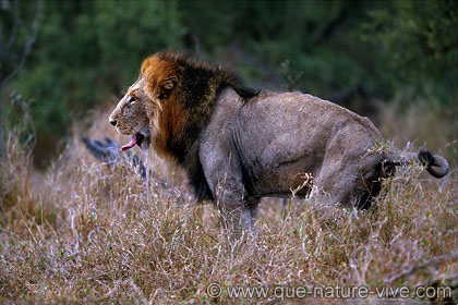 Lion 2 satara