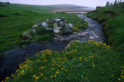 Les Shetlands