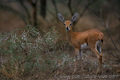 Steenbok 1