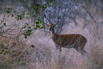 Steenbok 2