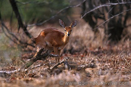 Steenbok 3