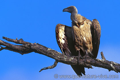 Vautour africain