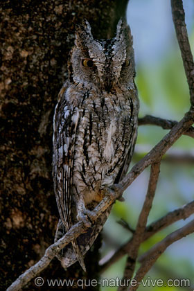 african scops owl 2