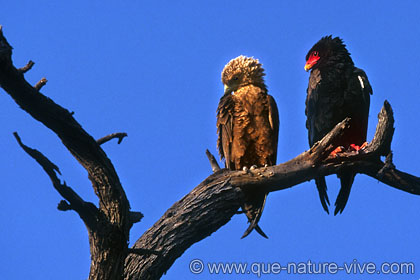 aigle bateleur et juvenile