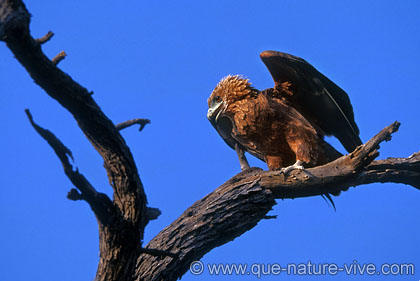 aigle bateleur juvénile