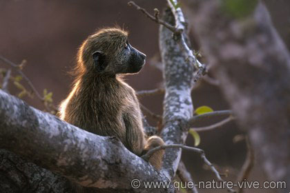 Singe - Babouin  (jeune)