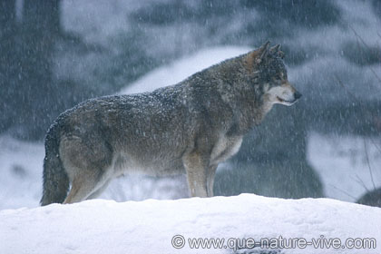 loup 2