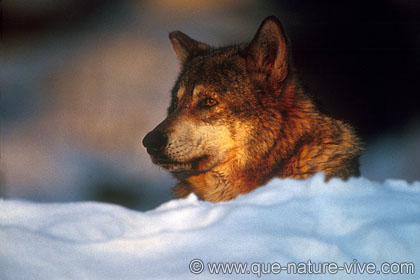 loup 13