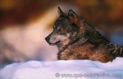 portrait de loup