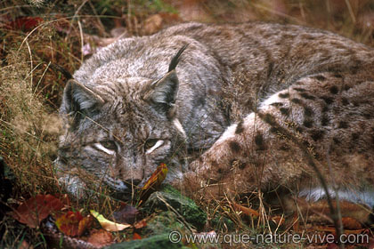 lynx 14