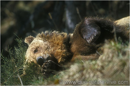 ours brun d' europe 1