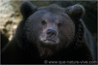 ours brun d' europe 7