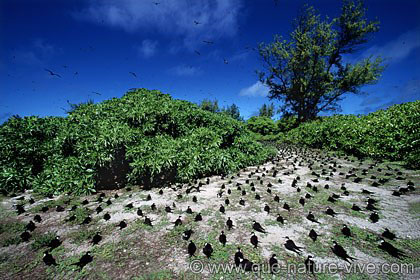 bird island 1