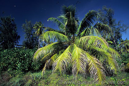 bird island 4