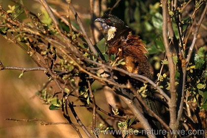 coucal de burchell 2