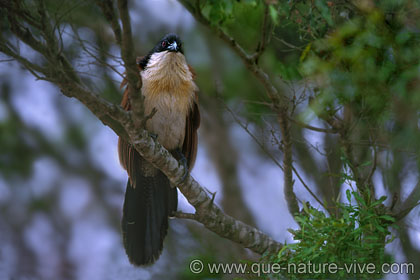 Coucal de Burchell