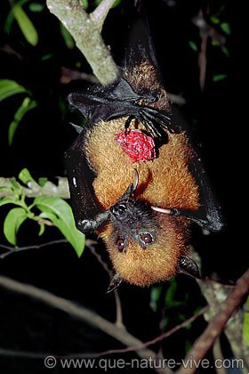 v.chauve souris 1