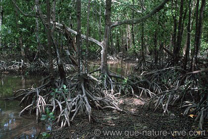 curieuse la mangrove