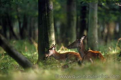 biche et jeune