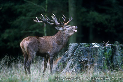 cerf 8