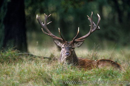 cerf 9