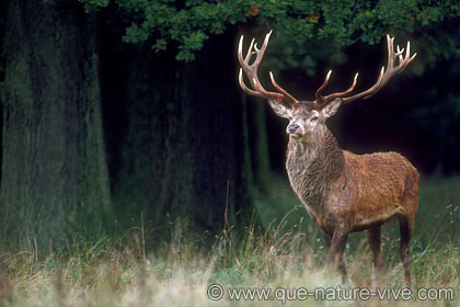 cerf 10