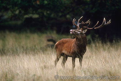 cerf 11