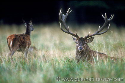 cerf 13