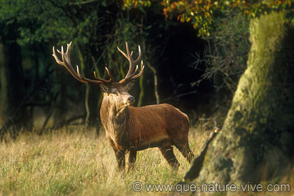 cerf 14