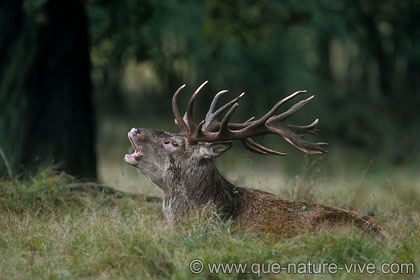 cerf 2