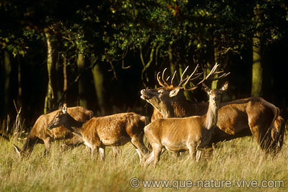 cerf 4