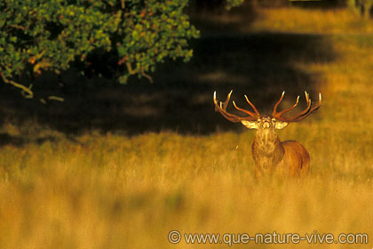 cerf 5