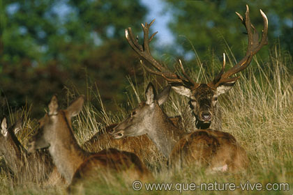 cerf 6