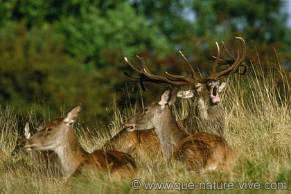 cerf 7