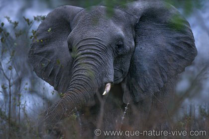 Portrait d'éléphant