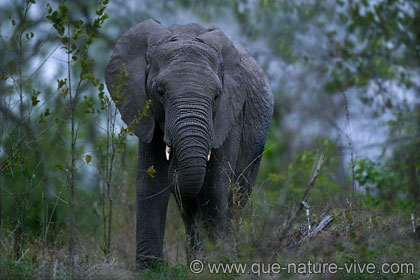 Eléphant faisant face