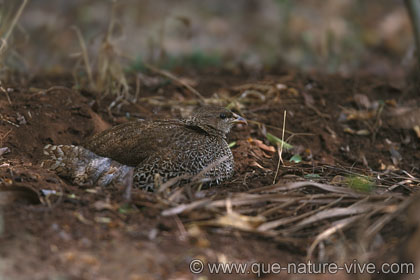 Francolin  2