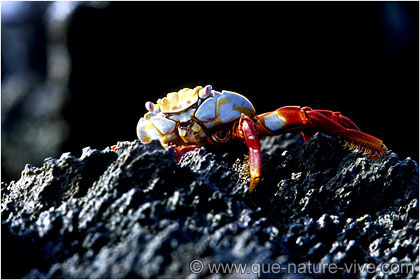 crabe "zayapas" 3