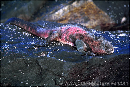 iguane marin 4