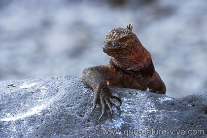 iguane marin 5