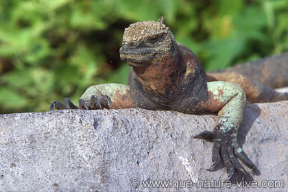 iguane marin 6